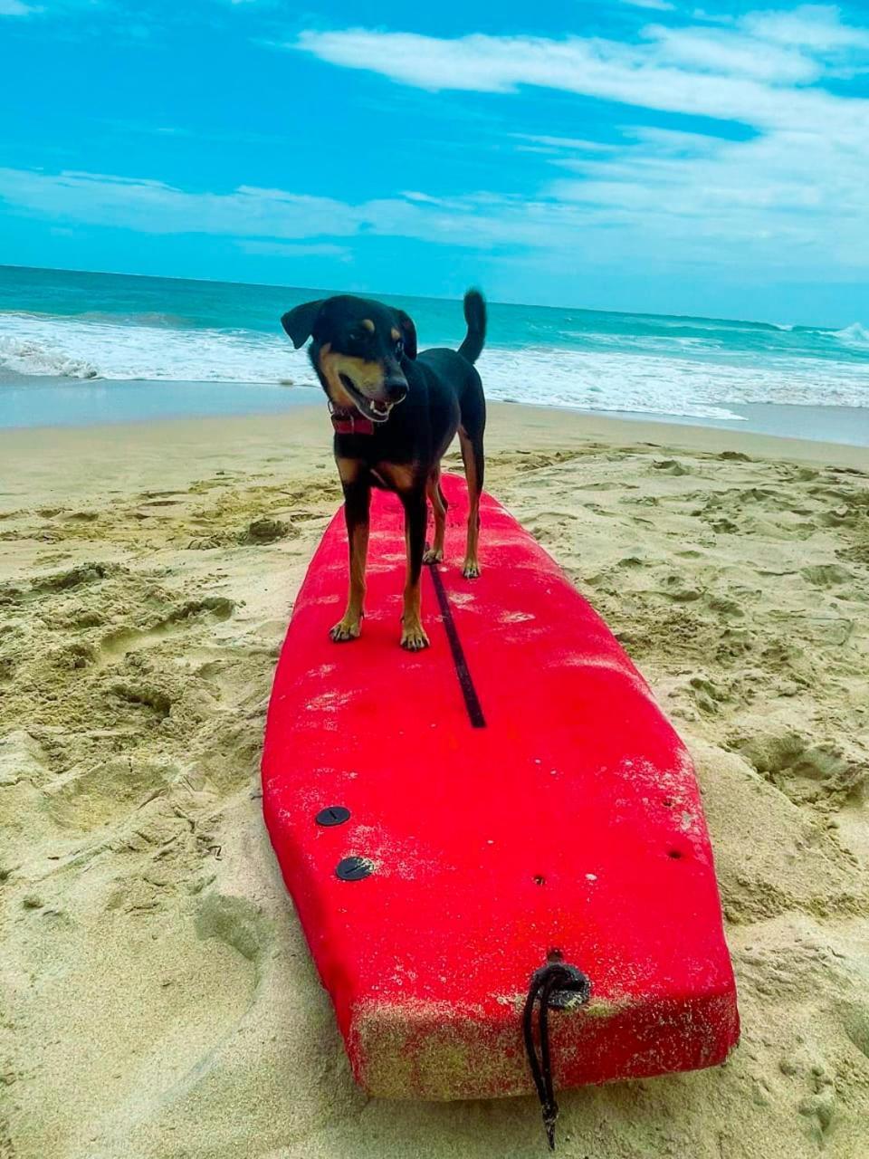 Gaia Ocean Surf Yoga Hostel Ahangama Bagian luar foto